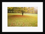 Autumn Leaves in Grass by Anonymous