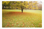 Autumn Leaves in Grass by Anonymous