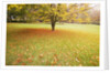 Autumn Leaves in Grass by Anonymous