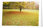 Autumn Leaves in Grass by Anonymous