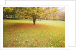 Autumn Leaves in Grass by Anonymous
