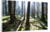 Sunlight Illuminating Forest by Anonymous