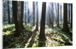 Sunlight Illuminating Forest by Anonymous