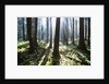 Sunlight Illuminating Forest by Anonymous