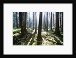 Sunlight Illuminating Forest by Anonymous