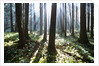 Sunlight Illuminating Forest by Anonymous