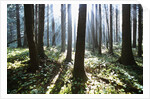 Sunlight Illuminating Forest by Anonymous
