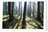 Sunlight Illuminating Forest by Anonymous