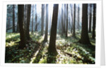 Sunlight Illuminating Forest by Anonymous