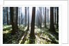 Sunlight Illuminating Forest by Anonymous