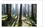 Sunlight Illuminating Forest by Anonymous