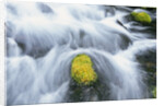 Mossy Rock in Stream by Anonymous