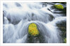 Mossy Rock in Stream by Anonymous