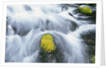 Mossy Rock in Stream by Anonymous