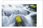 Mossy Rock in Stream by Anonymous