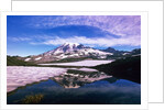 Mount Rainier Reflected in Pond by Anonymous