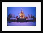 Small Christmas Tree Outdoors by Anonymous
