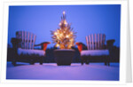 Small Christmas Tree Outdoors by Anonymous