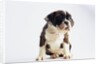 Bulldog Puppy by Anonymous