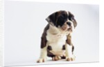 Bulldog Puppy by Anonymous