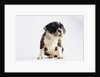 Bulldog Puppy by Anonymous
