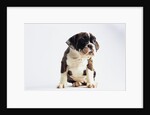 Bulldog Puppy by Anonymous