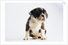 Bulldog Puppy by Anonymous