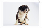 Bulldog Puppy by Anonymous