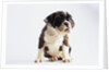Bulldog Puppy by Anonymous