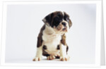 Bulldog Puppy by Anonymous