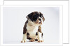 Bulldog Puppy by Anonymous