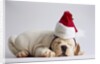 Bulldog Puppy Wearing Santa Hat by Anonymous