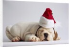 Bulldog Puppy Wearing Santa Hat by Anonymous