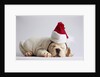 Bulldog Puppy Wearing Santa Hat by Anonymous