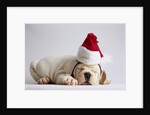 Bulldog Puppy Wearing Santa Hat by Anonymous