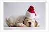 Bulldog Puppy Wearing Santa Hat by Anonymous