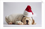 Bulldog Puppy Wearing Santa Hat by Anonymous