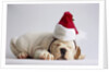 Bulldog Puppy Wearing Santa Hat by Anonymous