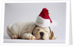 Bulldog Puppy Wearing Santa Hat by Anonymous