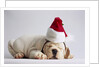 Bulldog Puppy Wearing Santa Hat by Anonymous