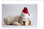 Bulldog Puppy Wearing Santa Hat by Anonymous