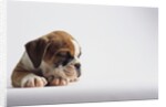 Bulldog Puppy by Anonymous