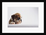 Bulldog Puppy by Anonymous