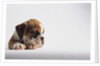 Bulldog Puppy by Anonymous