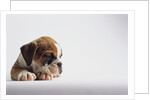 Bulldog Puppy by Anonymous