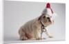 Bulldog Puppy Wearing Santa Hat by Anonymous