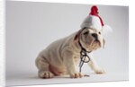 Bulldog Puppy Wearing Santa Hat by Anonymous