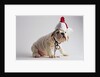 Bulldog Puppy Wearing Santa Hat by Anonymous