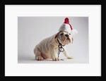 Bulldog Puppy Wearing Santa Hat by Anonymous