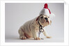 Bulldog Puppy Wearing Santa Hat by Anonymous